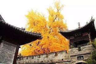 李世民银杏树图片,千年古树的传奇见证