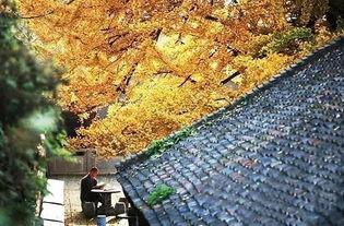 李世民银杏树图片,千年古树的传奇见证  第2张