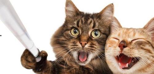 搞笑演员老猫,揭秘搞笑界的喜剧之王