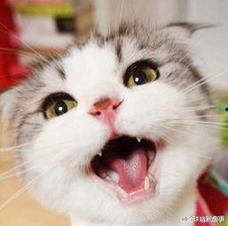 搞笑演员老猫,揭秘搞笑界的喜剧之王  第2张